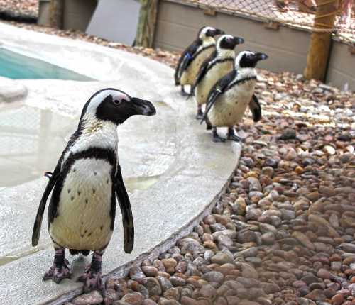 A group of four penguins, one in the foreground and three lined up behind, near a pool on a rocky surface.