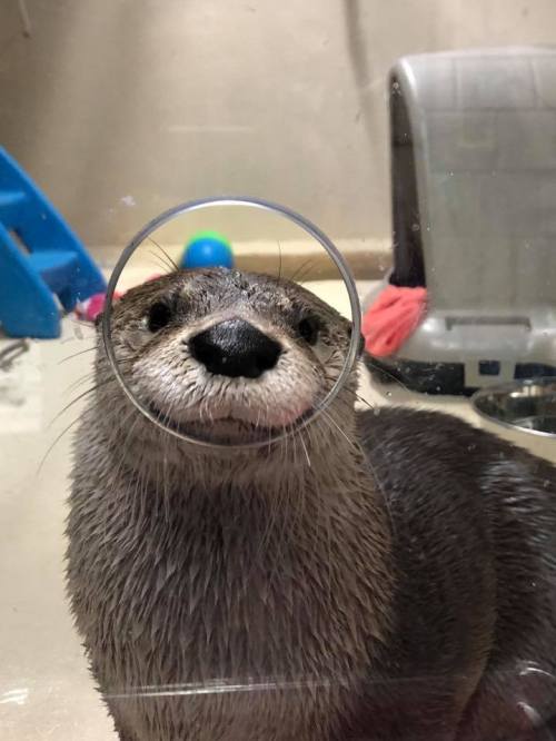 A curious otter peeks through a circular glass, showcasing its whiskered face and playful expression.