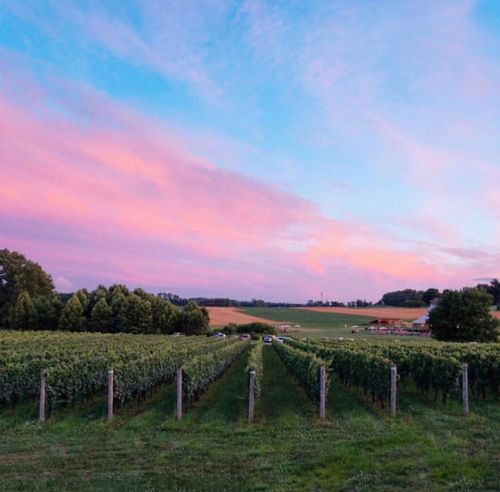 A scenic vineyard at sunset, with rows of grapevines and a colorful sky filled with pink and blue hues.