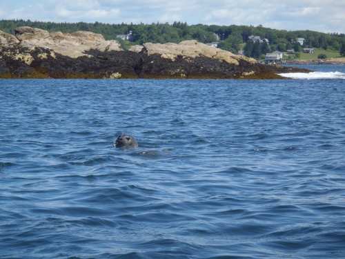 A seal swims in the ocean near rocky shores, with a coastal landscape in the background under a clear blue sky.