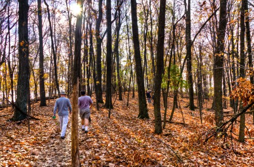 Two people walk through a wooded area with autumn leaves, sunlight filtering through the trees.