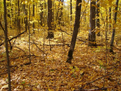 A vibrant forest scene with golden autumn leaves covering the ground and trees, creating a warm, tranquil atmosphere.