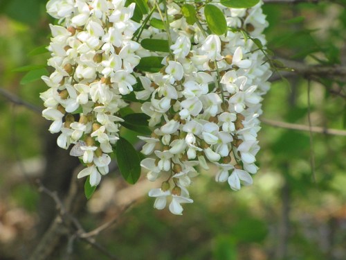A close-up of cascading clusters of white flowers with green leaves in a natural setting.