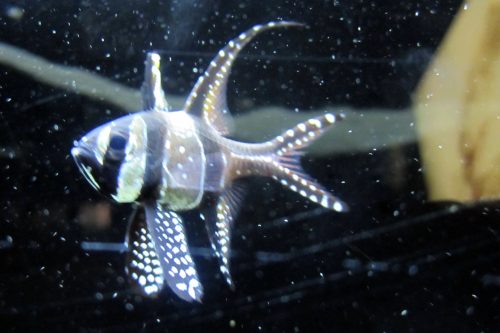 A close-up of a fish with distinctive stripes and fins, swimming in a dark aquarium environment.