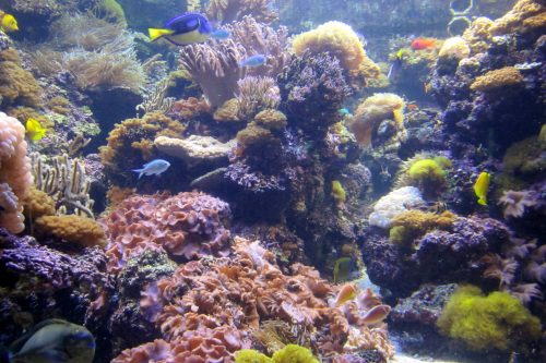 A vibrant underwater scene featuring colorful coral reefs and various tropical fish swimming among the corals.