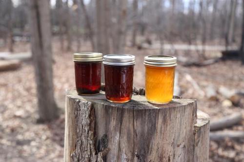 Three jars of syrup in varying shades of amber and brown, placed on a wooden stump in a forest setting.