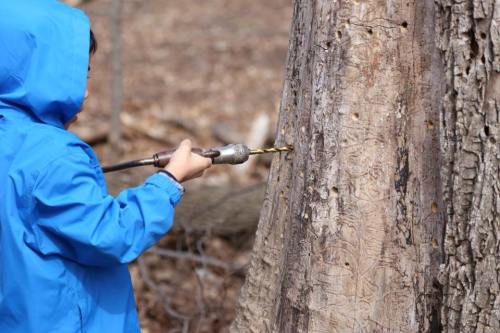 A child in a blue jacket drills into a tree trunk in a wooded area.
