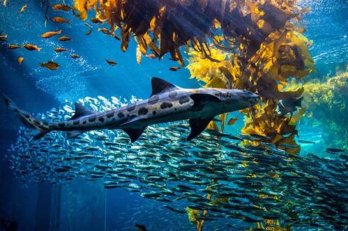 A leopard shark swims through a vibrant underwater scene with schools of fish and kelp in a clear blue ocean.