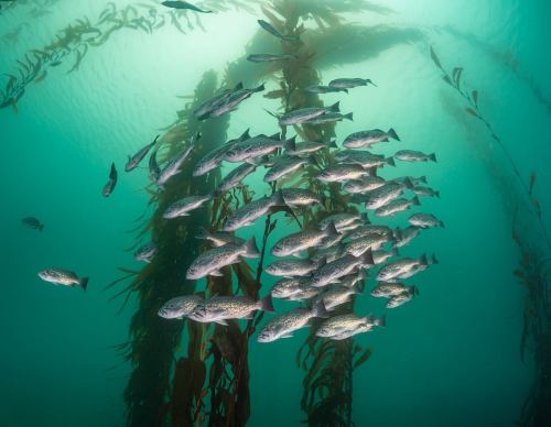 A school of fish swims among underwater kelp in a serene ocean environment.