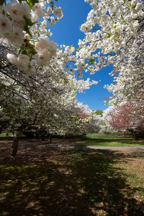 A serene scene of blooming white flowers on trees under a clear blue sky, with sunlight filtering through the branches.