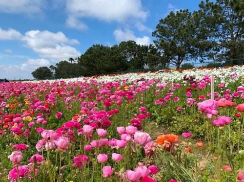 A vibrant field of colorful flowers, primarily pink, under a blue sky with fluffy clouds and green trees in the background.