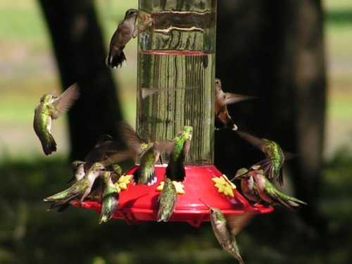 A group of hummingbirds feeding at a red nectar feeder surrounded by greenery.