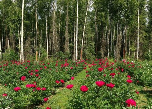 A vibrant field of red peonies surrounded by tall trees and lush greenery.