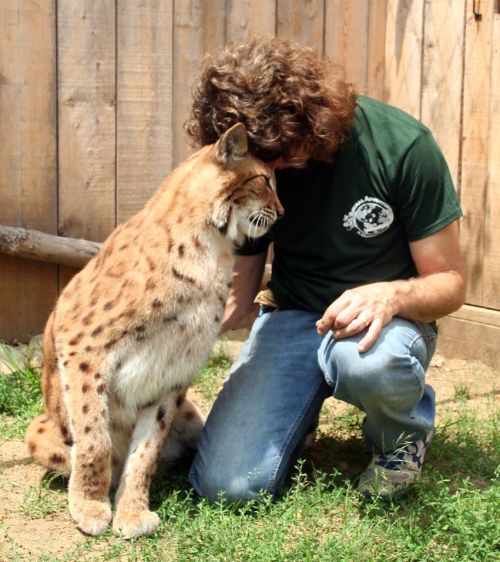 A person kneels beside a large lynx, both appearing calm and affectionate in a natural setting.