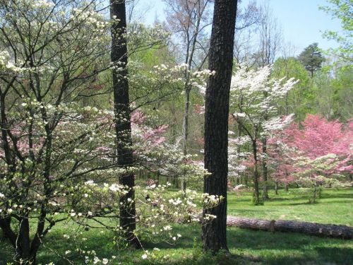 A serene landscape featuring blooming trees with white and pink flowers, surrounded by lush greenery and blue skies.