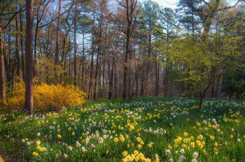 A vibrant forest scene with blooming yellow and white flowers amidst tall trees and lush greenery.