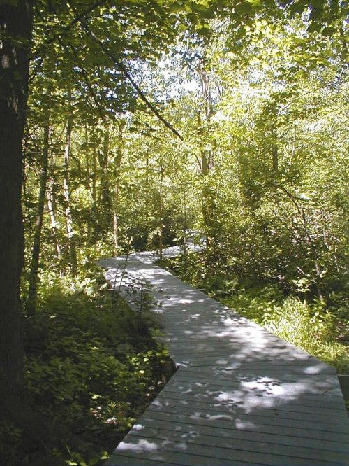 A wooden boardwalk winding through a lush green forest, dappled sunlight filtering through the trees.