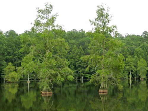 Two cypress trees rise from a calm lake, surrounded by lush green foliage and reflected in the water.