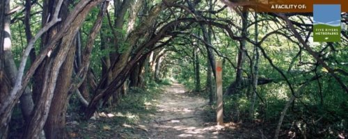 A winding dirt path through a lush, green forest with overhanging trees and a trail marker.