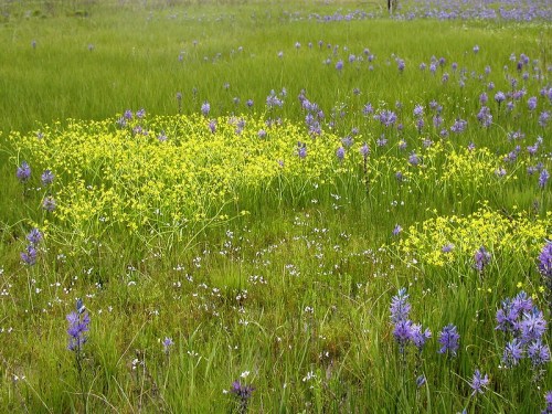 A vibrant meadow filled with purple and yellow wildflowers amidst lush green grass.