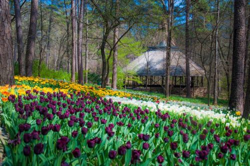 A vibrant garden with colorful tulips in bloom, leading to a gazebo surrounded by trees.