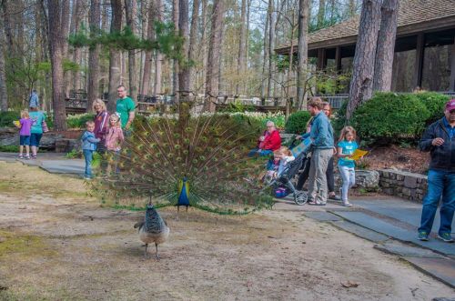 A peacock displays its colorful feathers in a park, while visitors stroll and observe in the background.