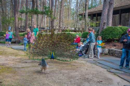 A peacock displays its colorful feathers in a park, while visitors stroll and observe in the background.