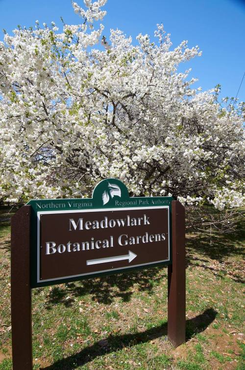 Sign for Meadowlark Botanical Gardens with blooming white flowers in the background and a clear blue sky.