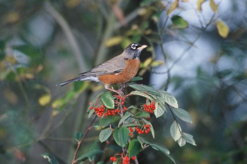 A robin perched on a branch with red berries, surrounded by green leaves and blurred foliage in the background.