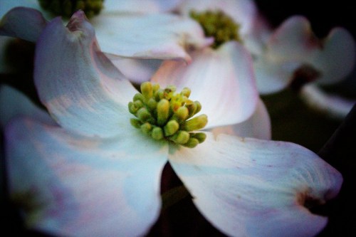 Close-up of delicate white flowers with a green center, softly illuminated in a gentle light.