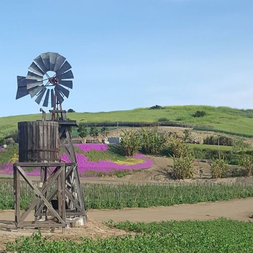 A rustic windmill stands beside vibrant purple flowers and lush green hills under a clear blue sky.