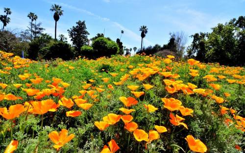 A vibrant field of orange poppies under a clear blue sky, surrounded by greenery and palm trees.
