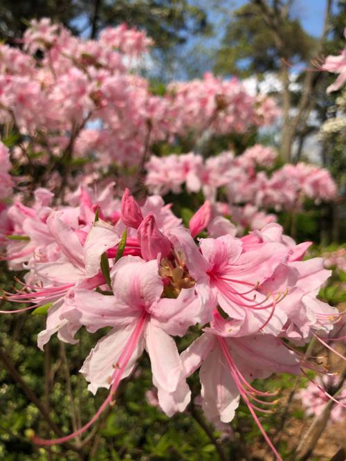 Close-up of delicate pink azalea flowers in full bloom, surrounded by lush green foliage and a bright blue sky.