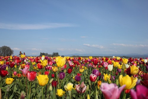 A vibrant field of colorful tulips under a clear blue sky, with people enjoying the scenery in the background.