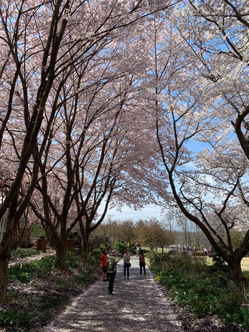A scenic path lined with blooming cherry blossom trees, with people walking and enjoying the spring day.