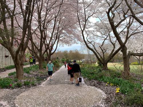 People walking along a path lined with cherry blossom trees, surrounded by blooming flowers and scattered petals.