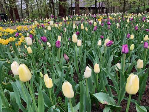 A vibrant garden filled with blooming tulips in shades of purple, yellow, and white, surrounded by lush green leaves.