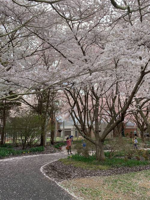 A serene park scene with blooming cherry blossom trees and people walking along a winding path covered in petals.