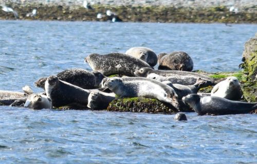 A group of seals resting on a rocky shore, surrounded by water and a few birds in the background.