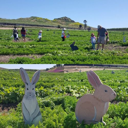 Families explore a vibrant farm field with playful rabbit cutouts among the greenery on a sunny day.