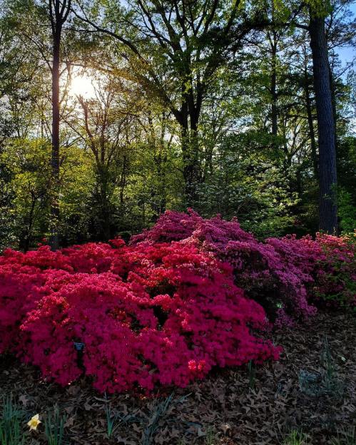 Vibrant pink azaleas bloom in a sunlit forest, surrounded by lush green trees and foliage.