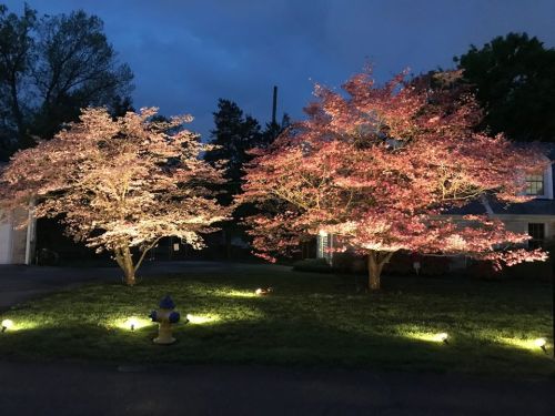 Two illuminated cherry blossom trees in a yard at dusk, with a fire hydrant visible on the grass.