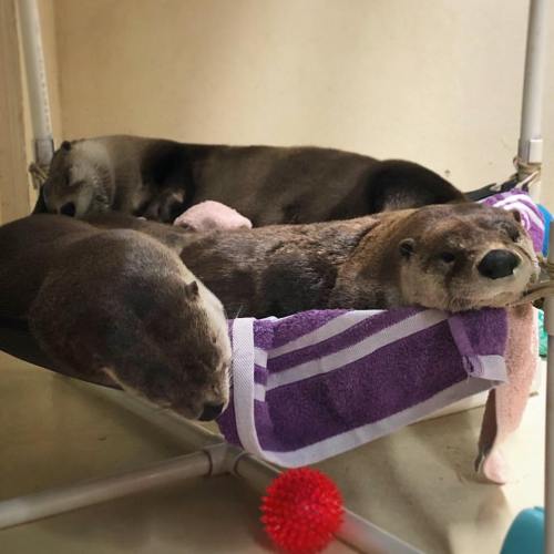 Three otters lounging together on a towel-covered platform, with a red toy ball nearby.