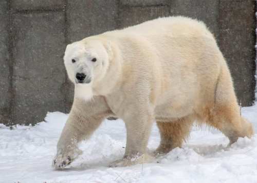 A polar bear walking through snow, with a snowy background and a light snowfall.