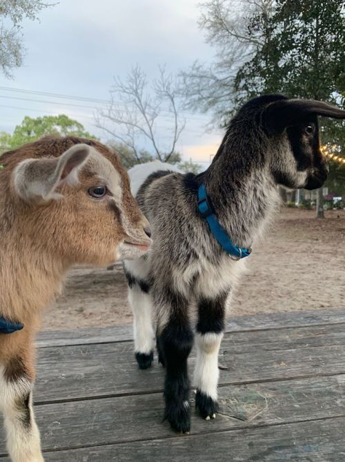 Two goats stand on a wooden surface, one with a light brown coat and the other with a black and white coat, both wearing harnesses.