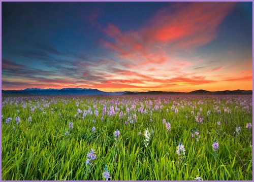 A vibrant sunset over a field of purple flowers and lush green grass, with mountains in the background.