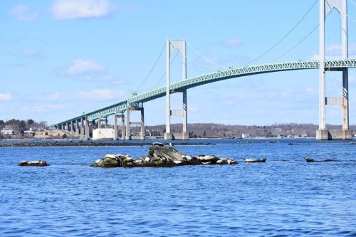A bridge spans over a calm blue waterway, with rocks and seals visible in the foreground under a clear sky.