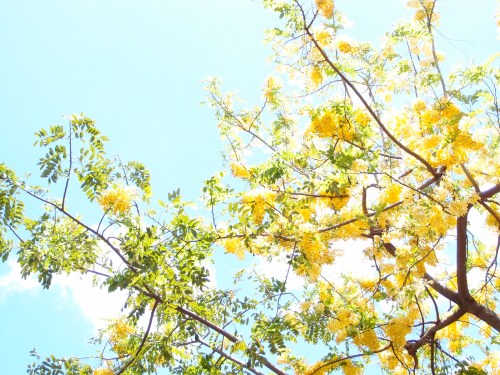 Bright yellow flowers bloom on a tree against a clear blue sky, with green leaves framing the scene.