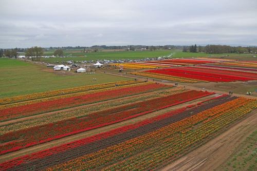 Aerial view of vibrant tulip fields in various colors, with visitors and tents in the background under a cloudy sky.
