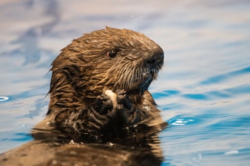 A close-up of a sea otter floating in water, holding a small object with its paws.